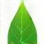 Icône de feuille verte pour écologie
